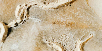 ৫১২ মিলিয়ন বছর আগের বিরাট জীবাশ্মভাণ্ডারের সন্ধান পেয়েছেন বিজ্ঞানীরা