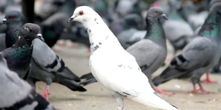 বন্য কবুতরকে খাবার দেওয়ায় ১ নারীকে ৩ লাখ টাকা জরিমানা