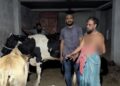 উপরে দলীয় অফিস, বেইজমেন্টে চোরাই গরুর খামার; অবশেষে আটক যুবদল নেতা