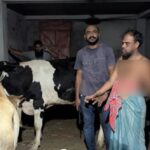 উপরে দলীয় অফিস, বেইজমেন্টে চোরাই গরুর খামার; অবশেষে আটক যুবদল নেতা