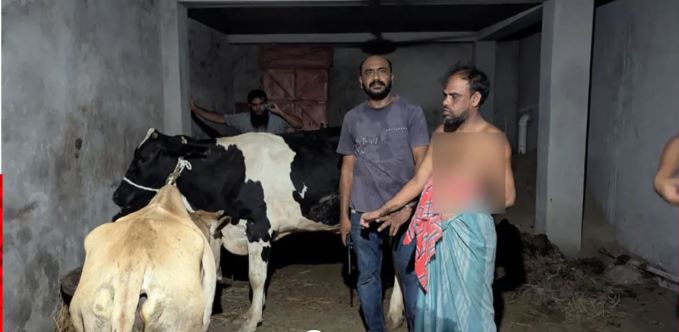 উপরে দলীয় অফিস, বেইজমেন্টে চোরাই গরুর খামার; অবশেষে আটক যুবদল নেতা