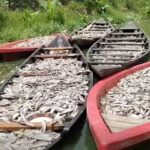 বিদ্যুৎ বিভ্রাটে ২৫ কোটি টাকার মাছ ভাসলো পানিতে, একরাতেই নিঃস্ব দুই তরুন উদ্যোক্তা