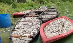 বিদ্যুৎ বিভ্রাটে ২৫ কোটি টাকার মাছ ভাসলো পানিতে, একরাতেই নিঃস্ব দুই তরুন উদ্যোক্তা