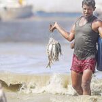কমছে জাতীয় মাছ ইলিশের উৎপাদন, বাড়ছে দাম ও উদ্বেগ